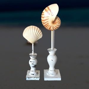 Decorative Seashells & Stand